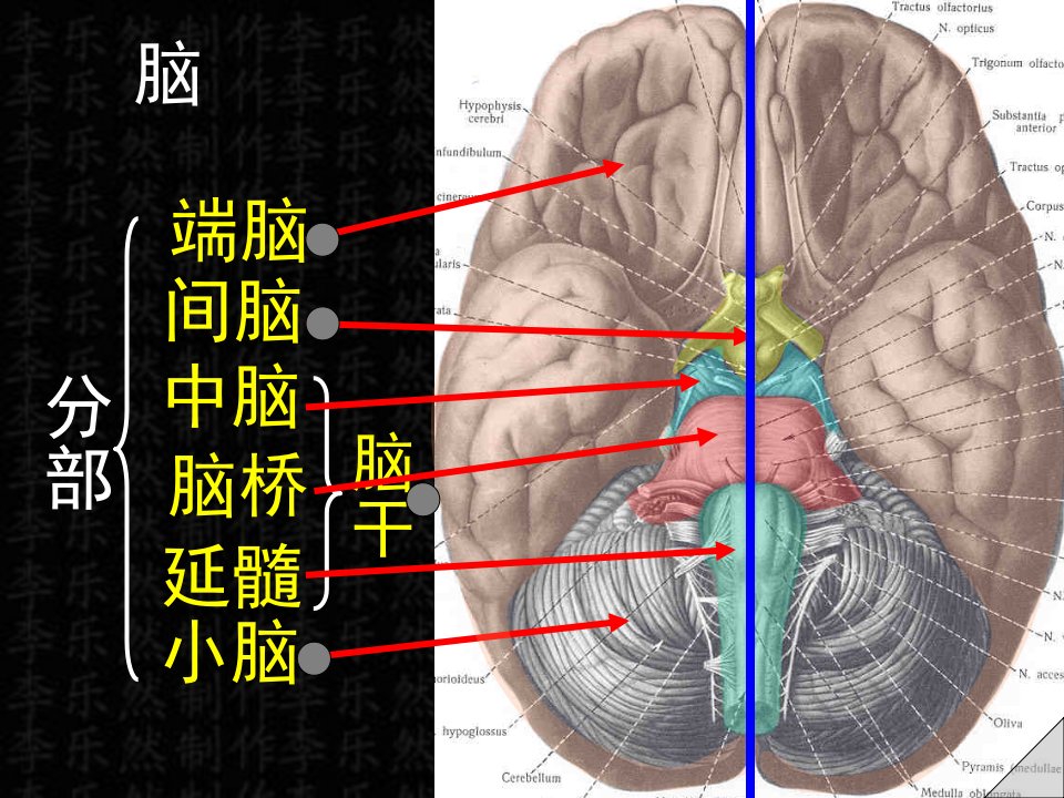 《脑及脑干彩色图谱》PPT课件