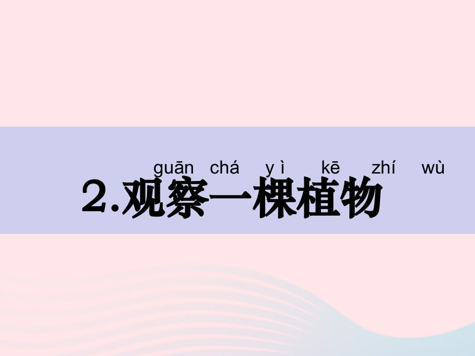 2023一年级科学上册植物1.2观察一棵植物课件1教科版