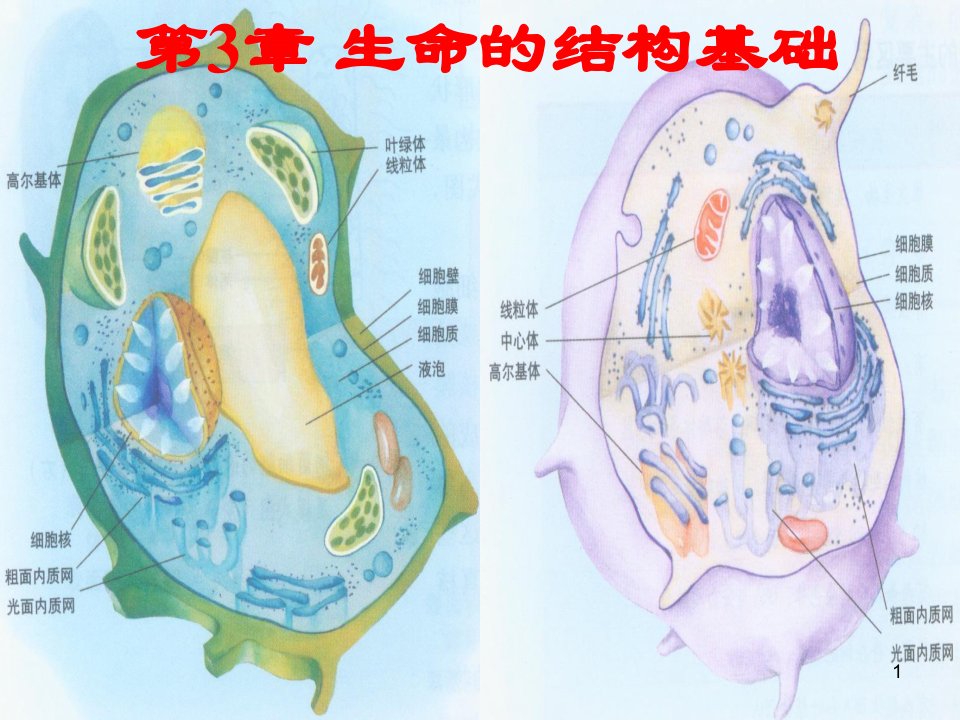 生物的结构基础课件