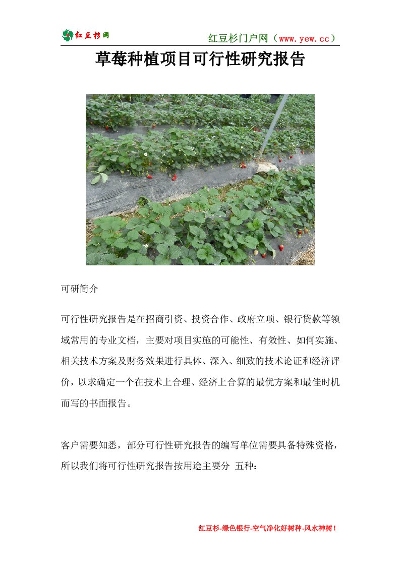 草莓种植项目可行性研究报告