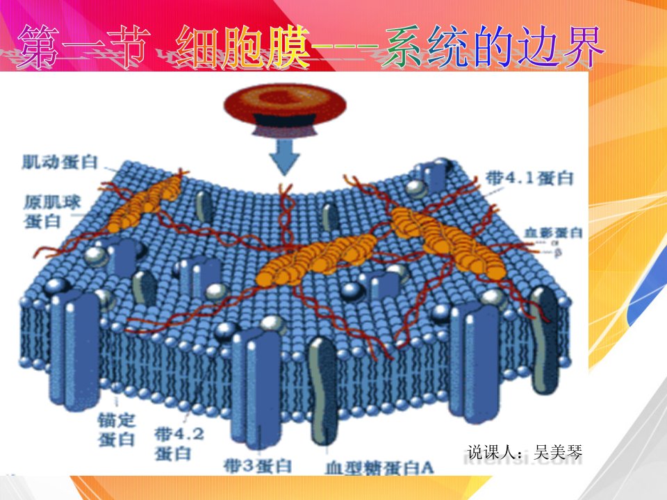 生物：黄山市说课比赛一等奖说课教案