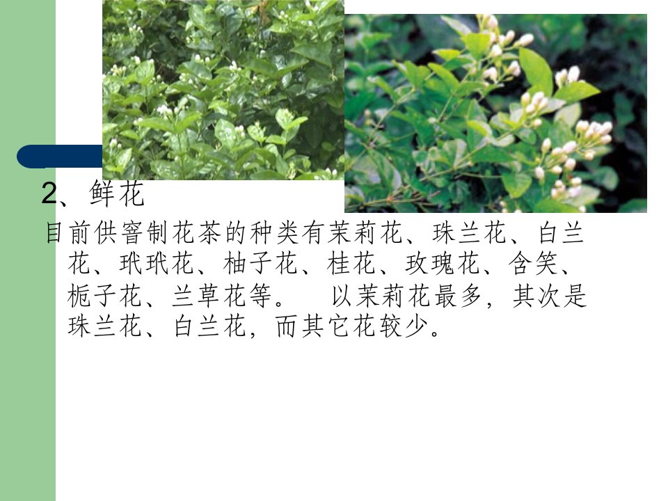 花茶的加工与审评2008bPPT课件