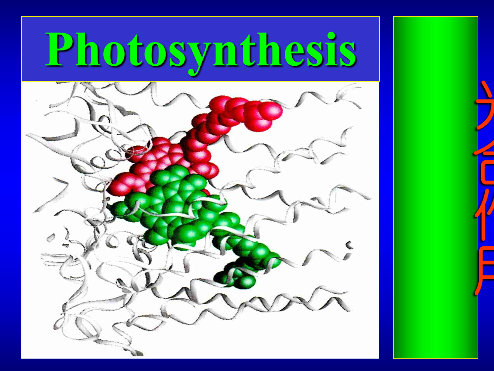 复旦大学生化课件-光合作用