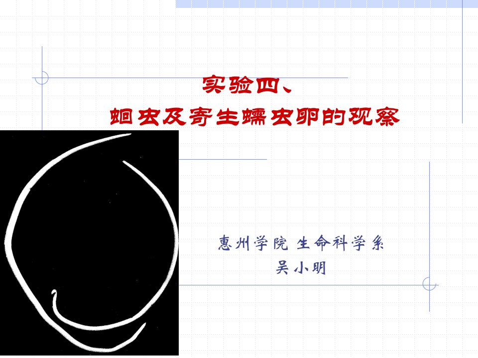 动物学实验教案4蛔虫寄生蠕虫