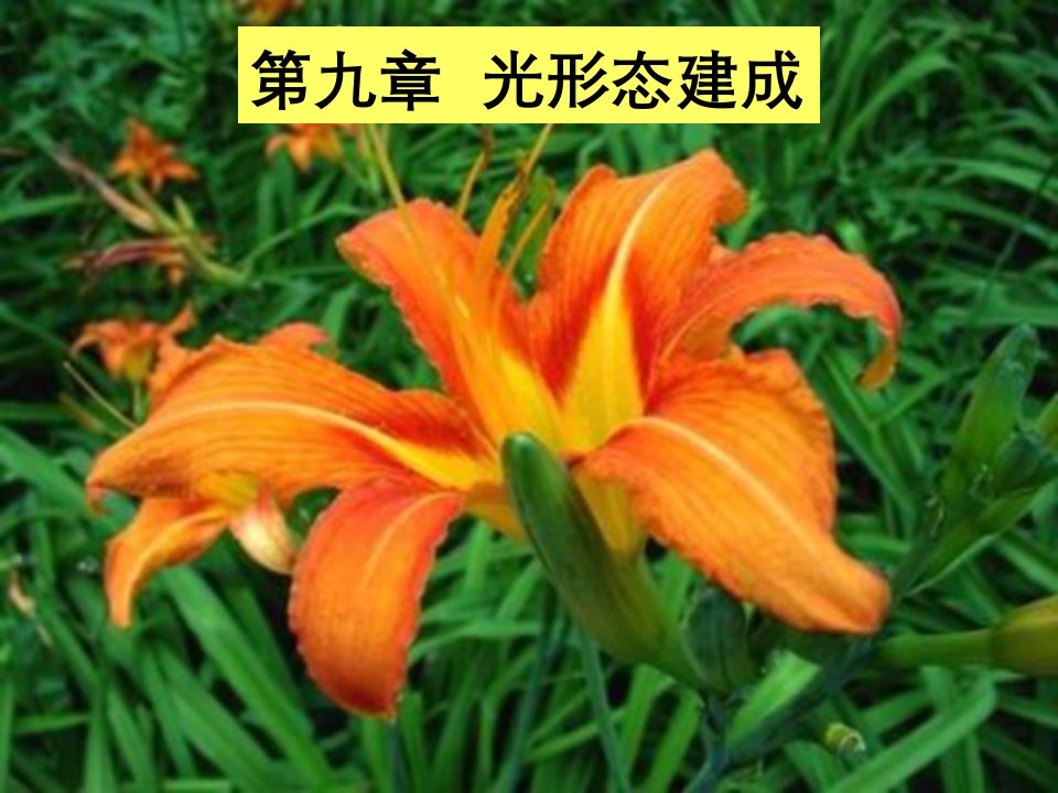 植物生理学第9章