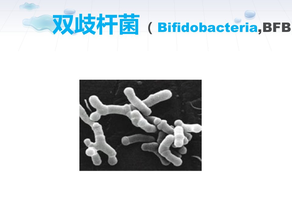 微生物双歧杆菌-课件（PPT演示稿）