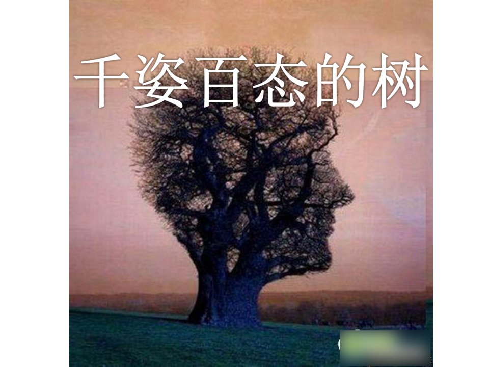 《千姿百态的树》课件