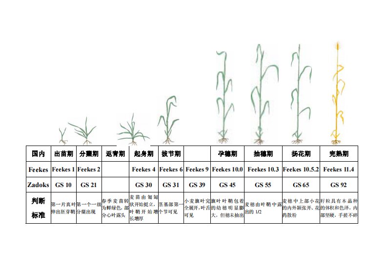 小麦生育时期照片