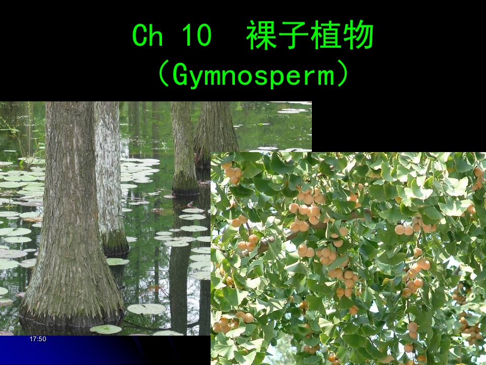 植物学裸子植物1