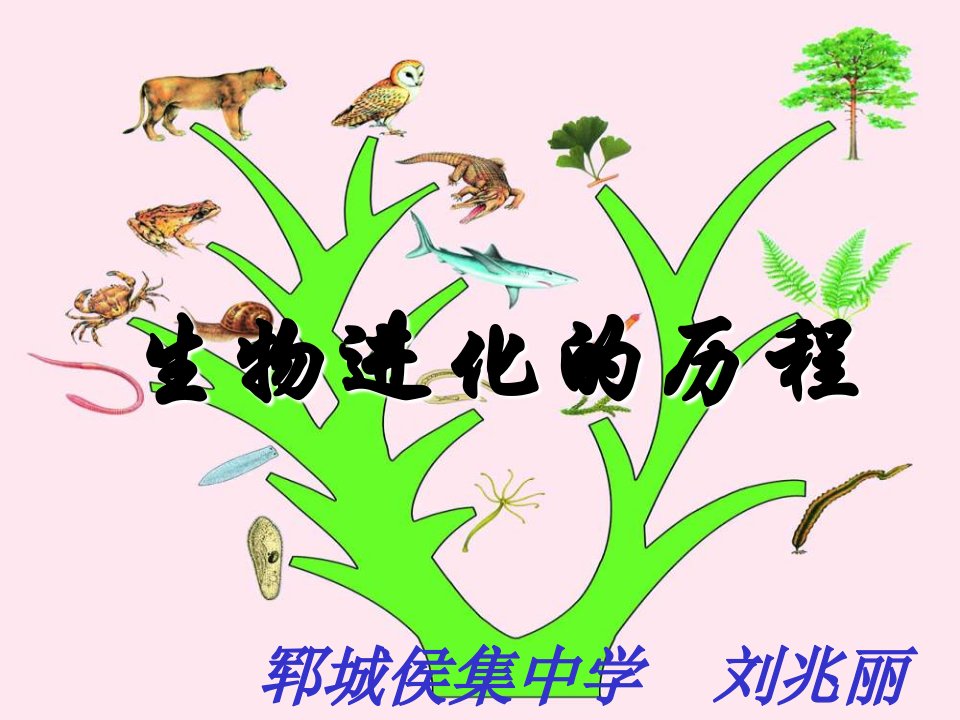 苏科版生物八下《生物进化的历程》