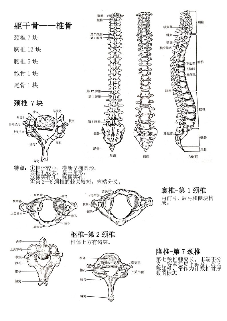 躯干骨笔记