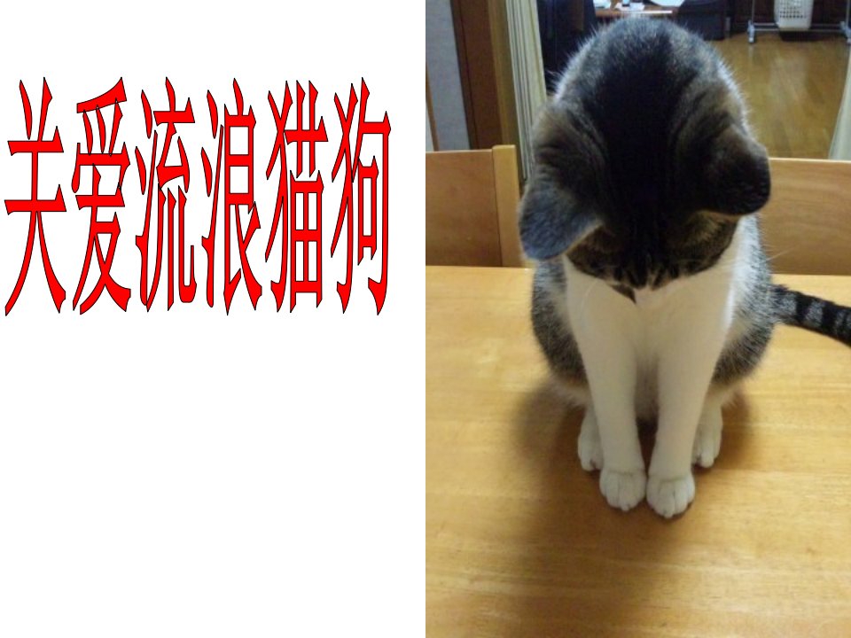 关爱流浪猫狗(牛逼版)