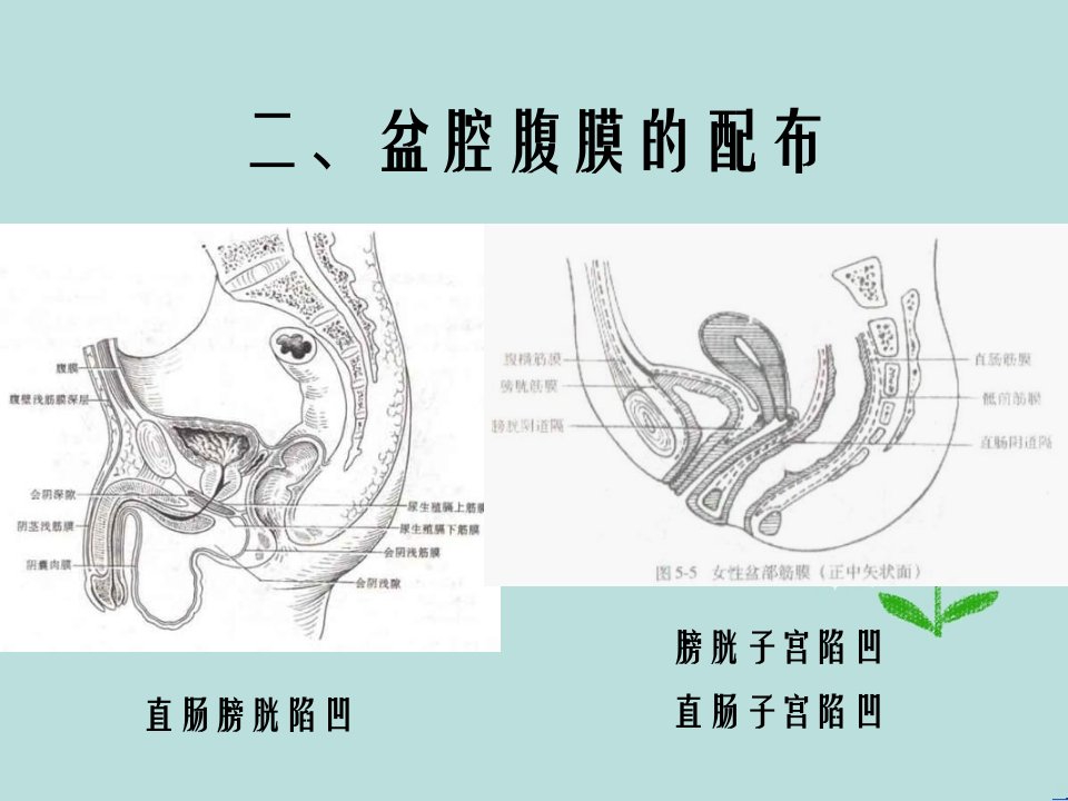 盆腔脏器课件