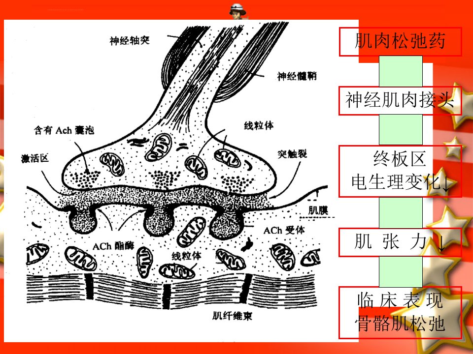 肌肉松弛药合理应用专家共识ppt课件