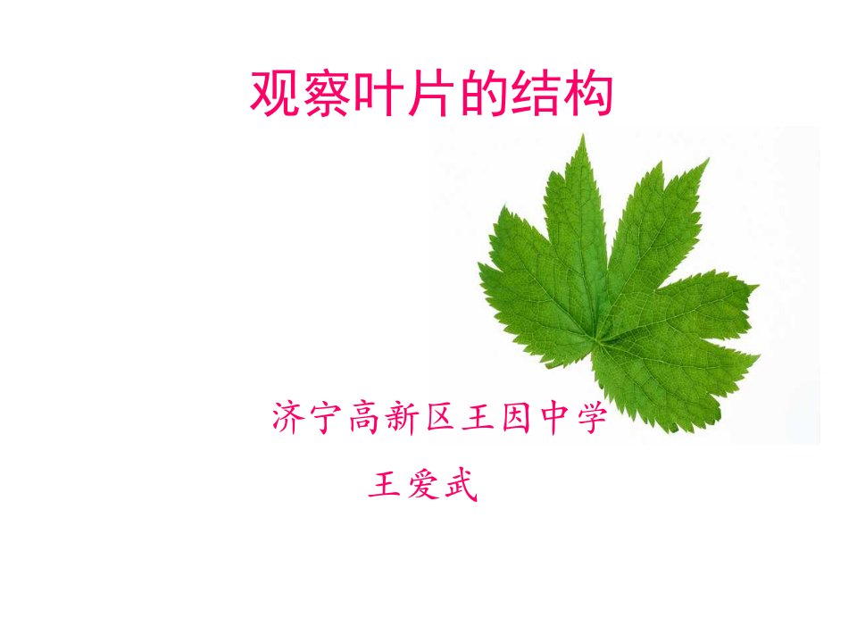 《观察叶片的结构》PPT课件