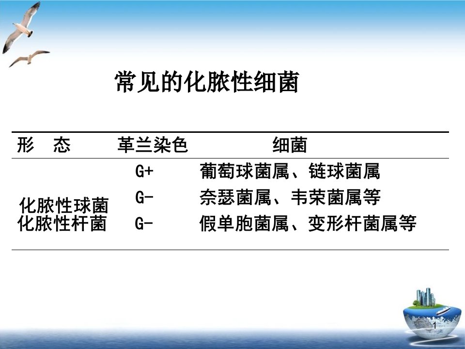 淋病奈瑟菌球形课件