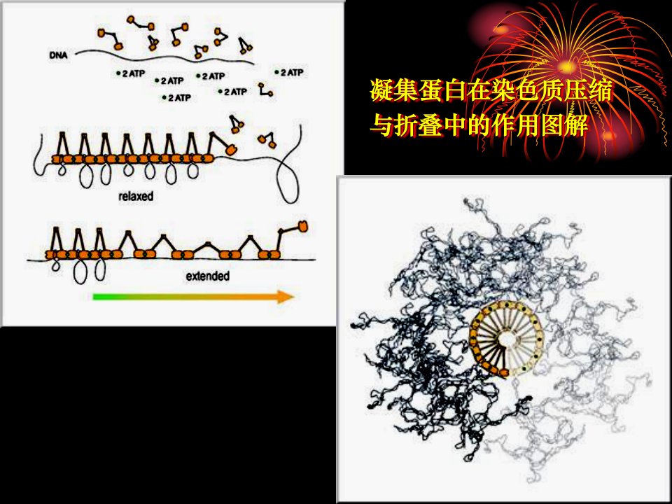 中国海洋大学细胞生物学课件13间期细胞核02