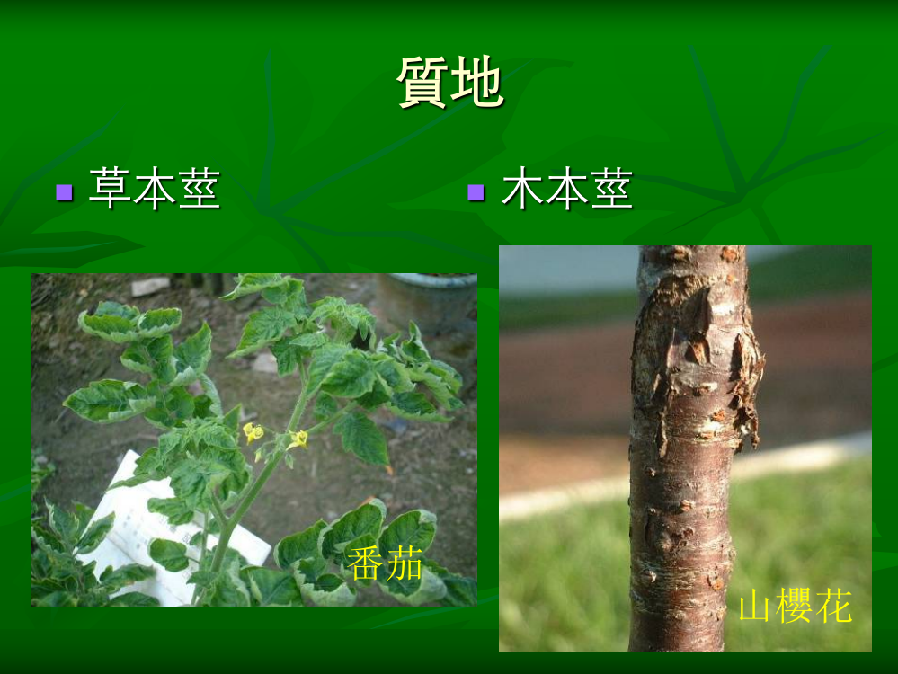 认识植物的茎1614KB