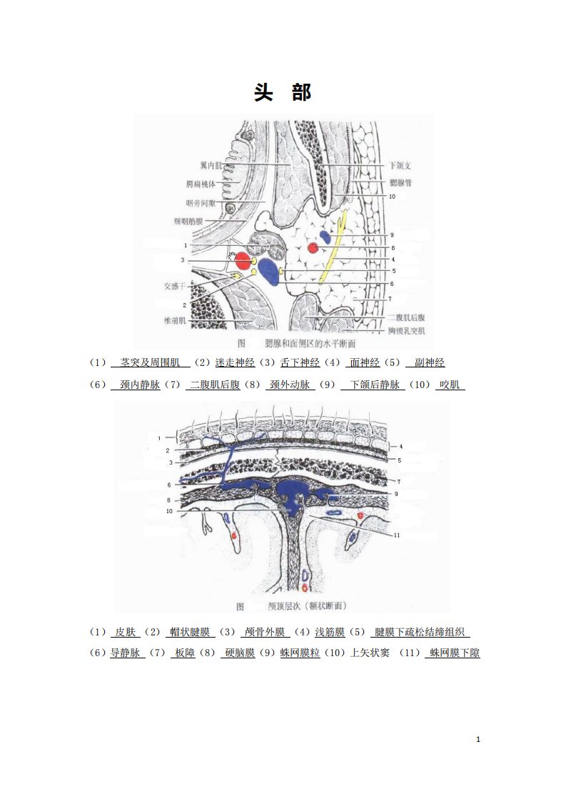 局部解剖学实验报告及答案WZF