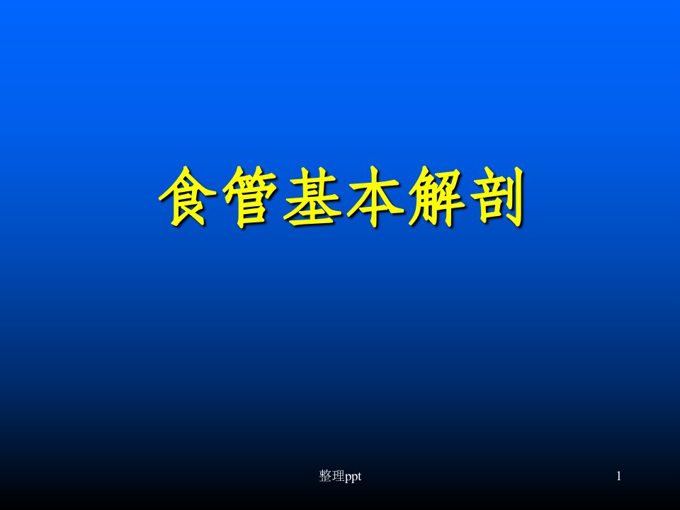 食管基本解剖