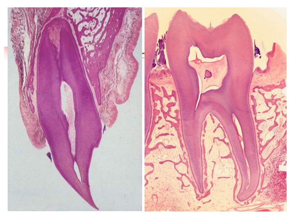 牙周组织(PERIODONTALTISSUES)