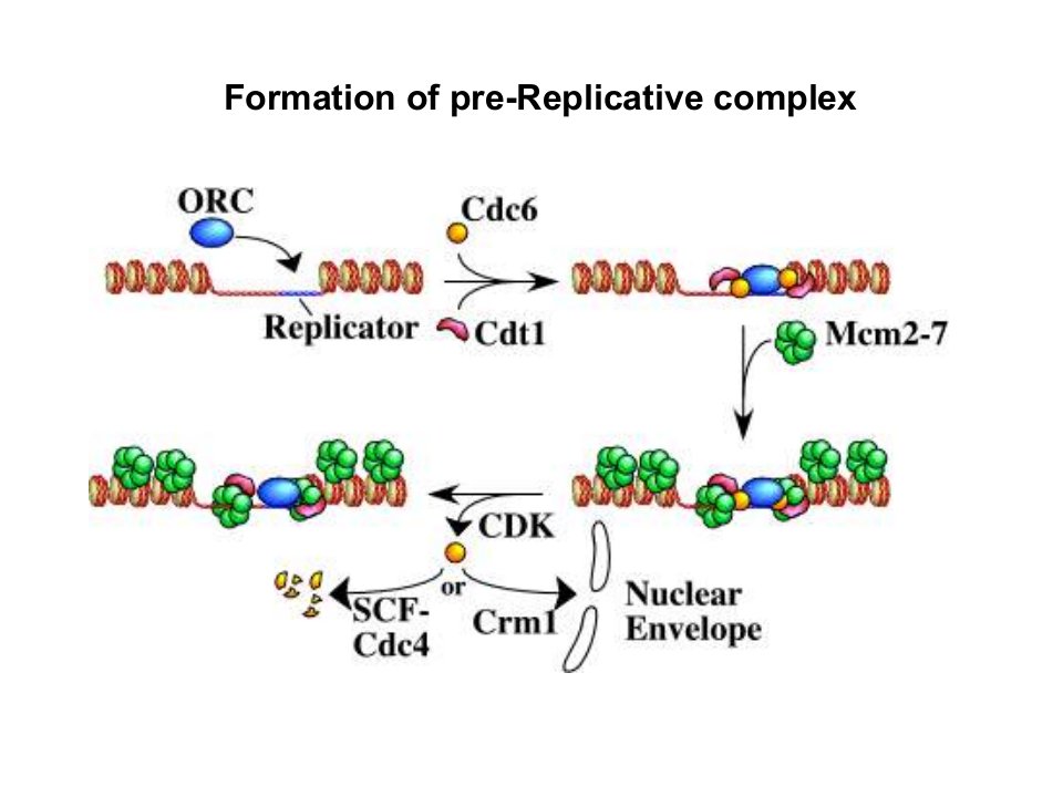 Replication3A