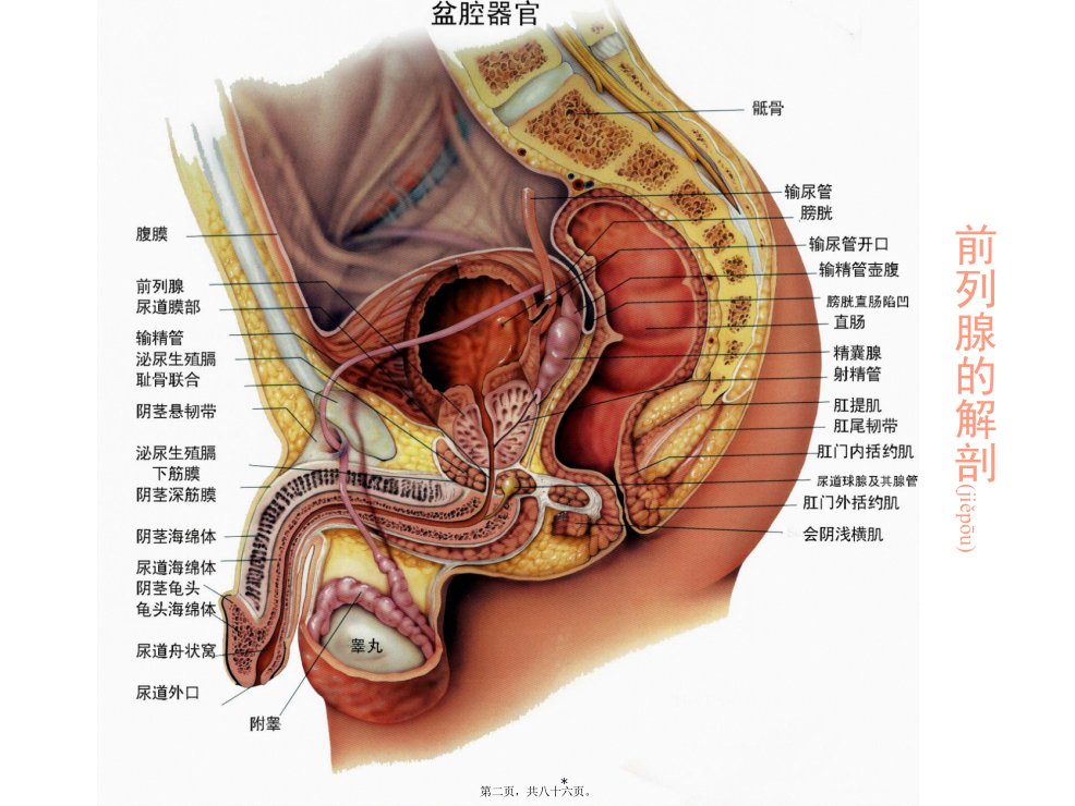 医学专题前列腺炎综合征张志超