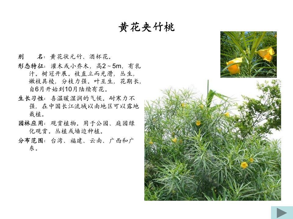 观赏植物学4