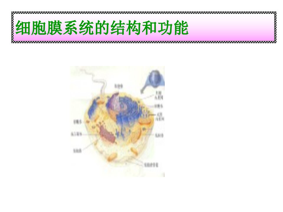 《细胞膜系统的结构》PPT课件