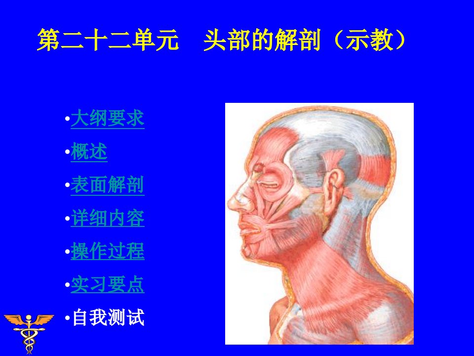 《头部的解剖》PPT课件