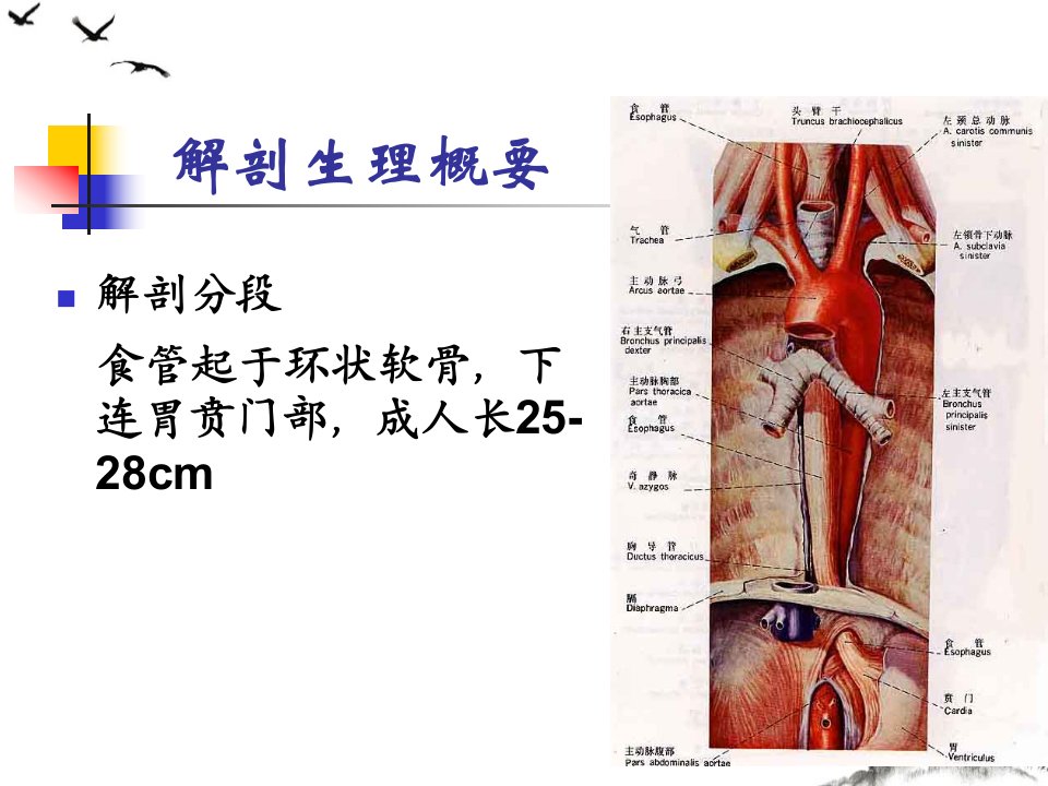 食管疾病病人的护理ppt课件