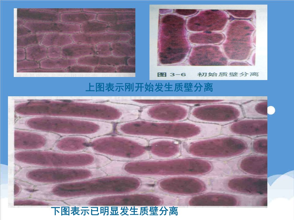 生物科技-生物必修一细胞与能量