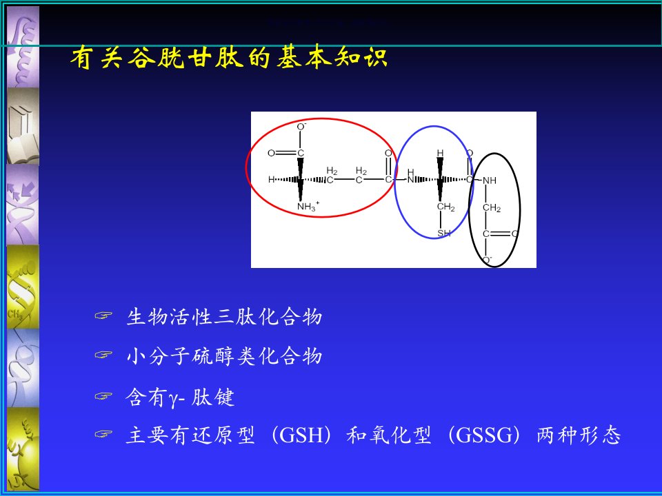 产朊假丝酵母发酵法生产谷胱甘肽研究课件