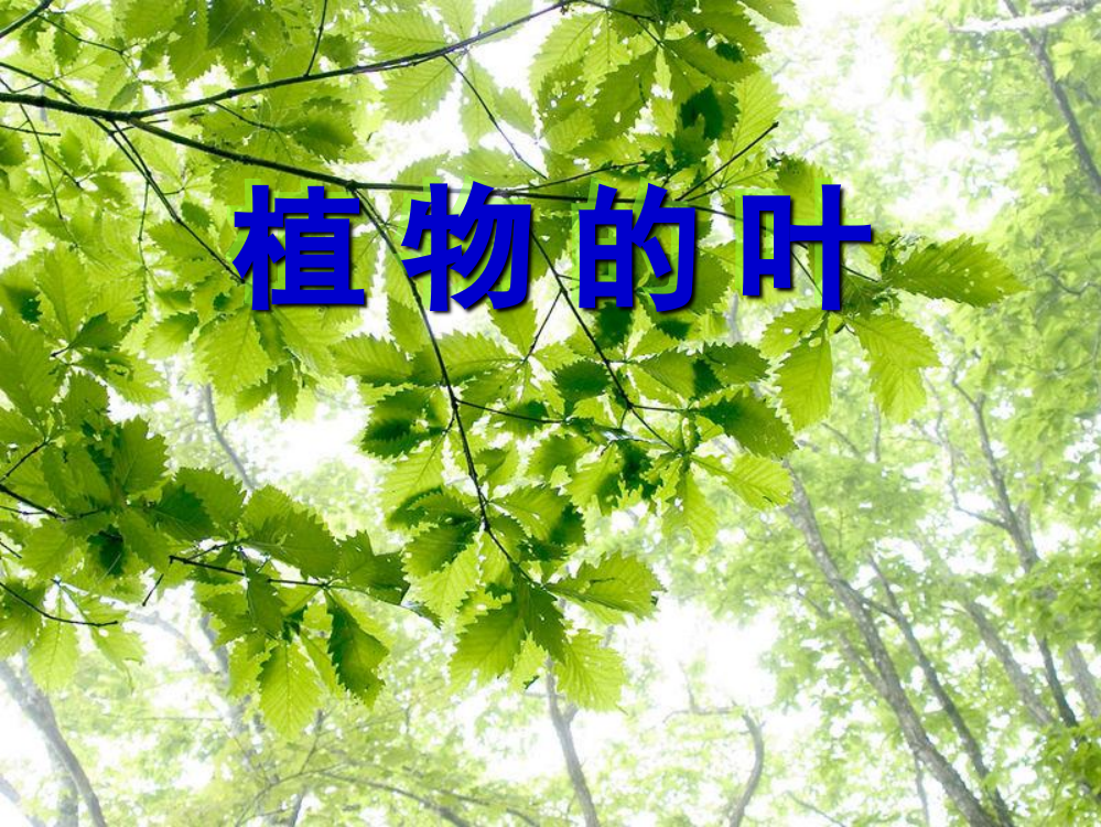 教科版科学三上《植物的叶》PPT课件