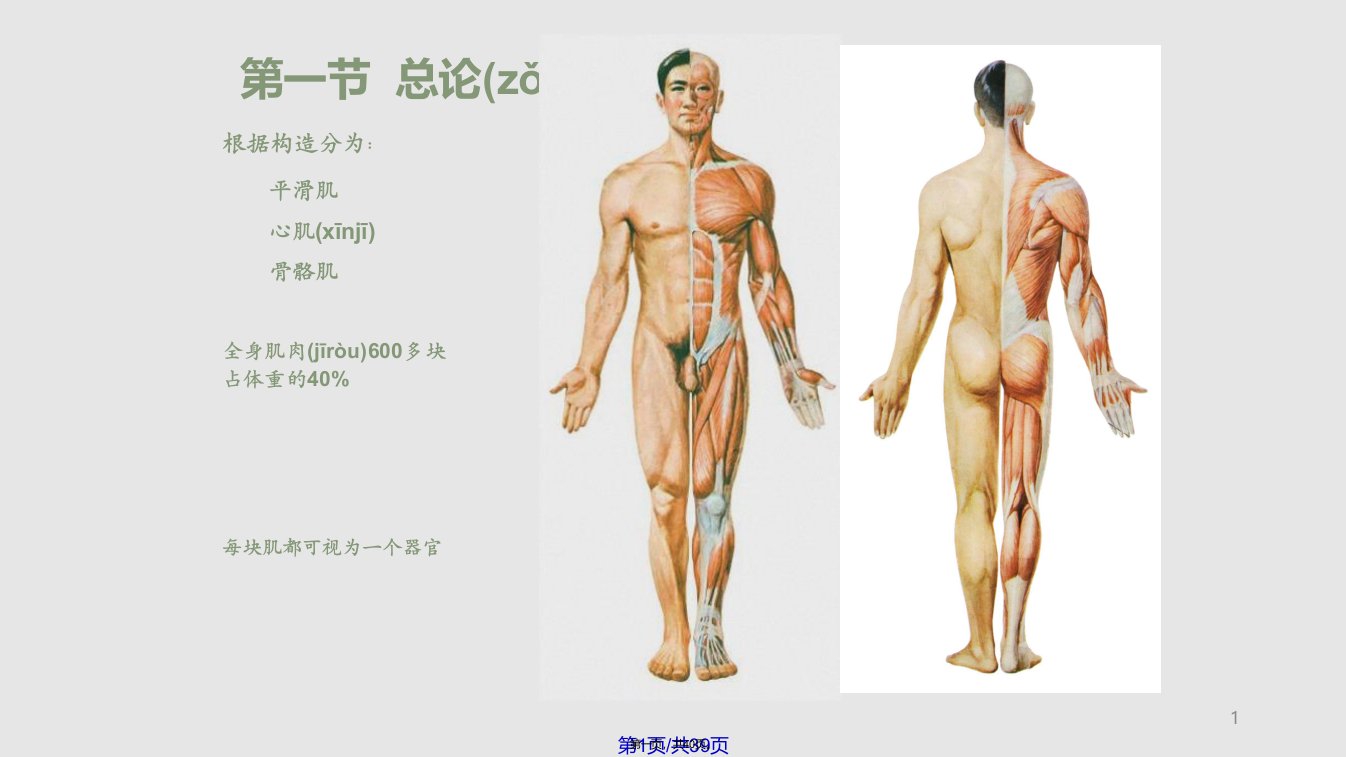 人体解剖学运动系统骨骼肌学习教案