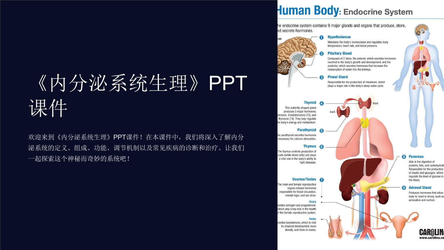 《内分泌系统生理》课件