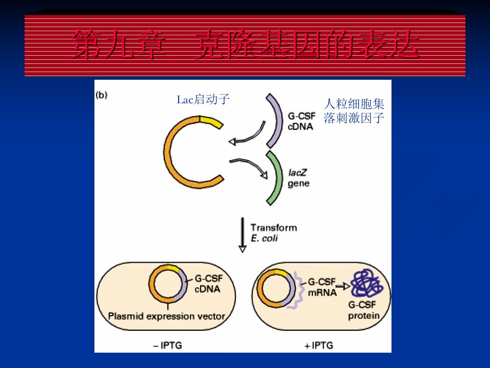 基因工程第八章克隆基因的表达课件