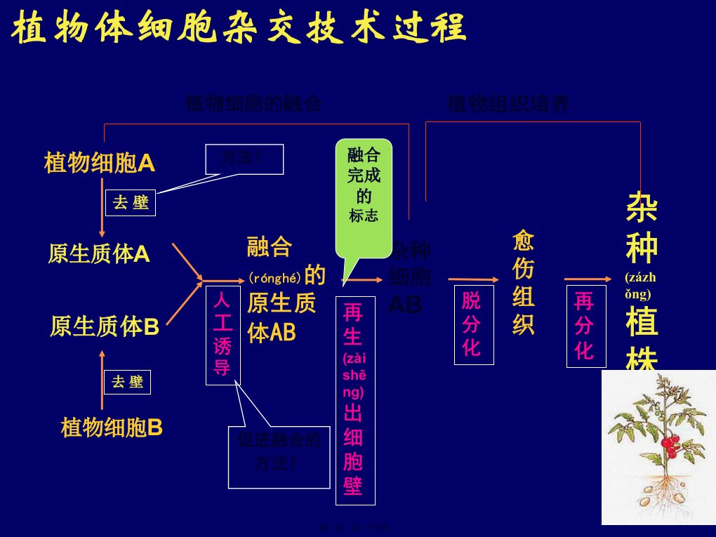 医学专题动物细胞融合与单克隆抗体