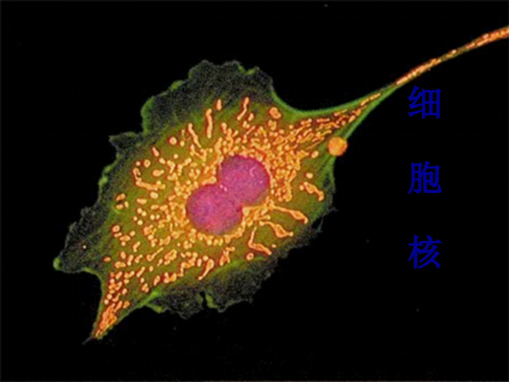 蛋白质合成的细胞器细胞核