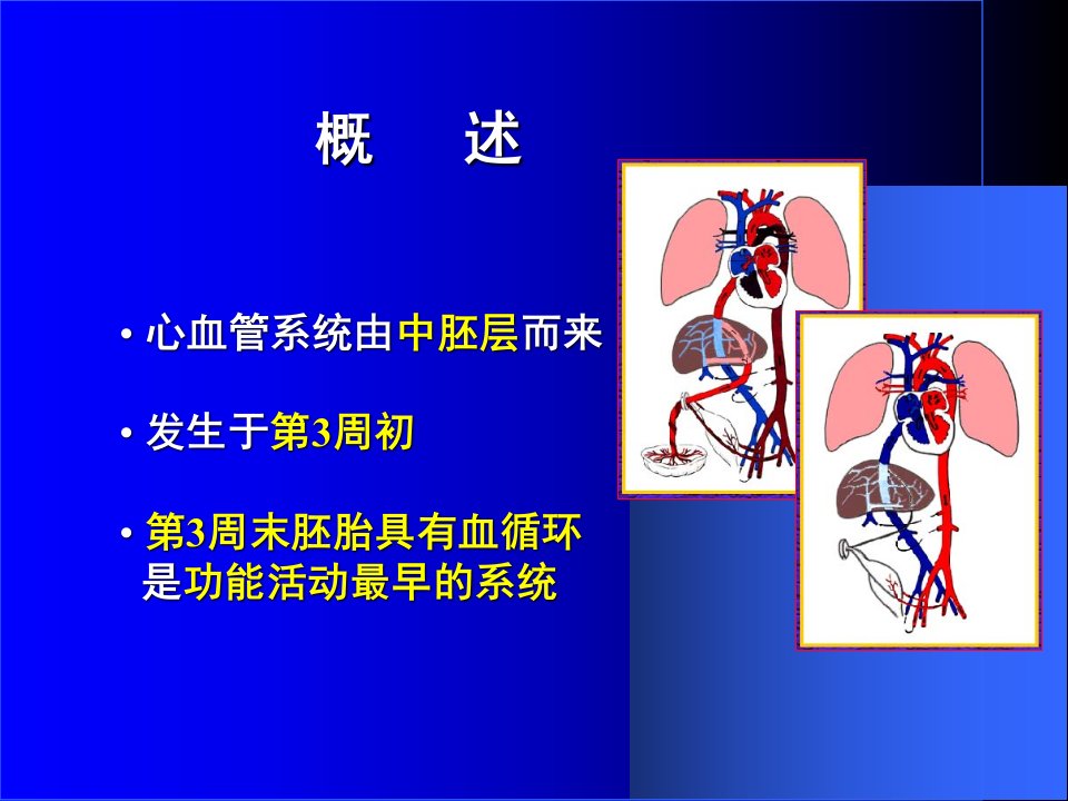 组织学与胚胎学第25章心血管系统的发生2