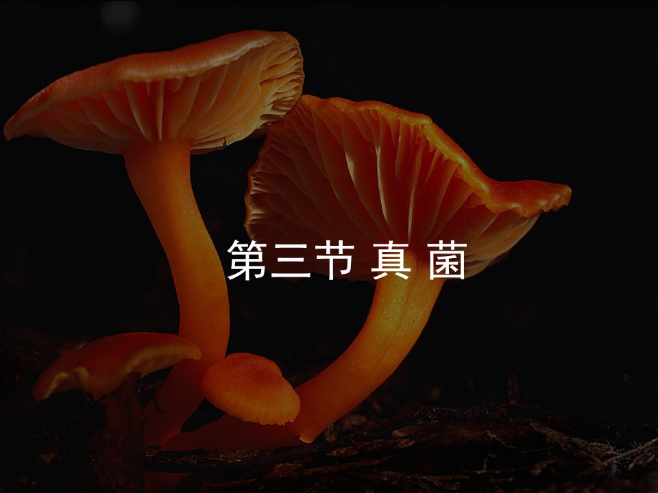 北京市大兴区蒲公英中学八年级生物上册