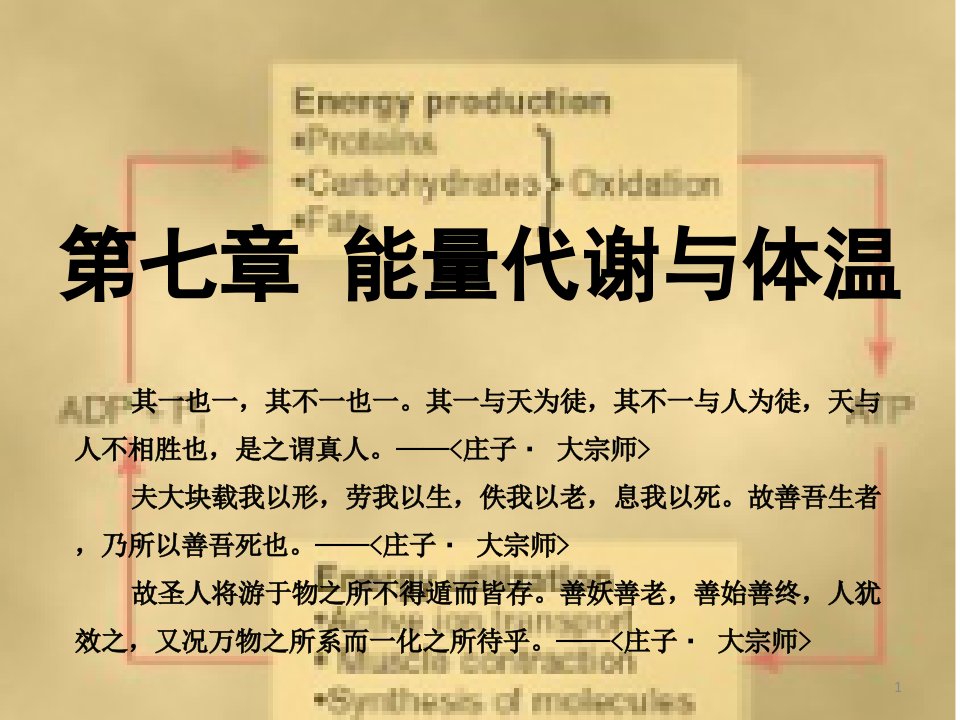 生理学第07章能量代谢与体温临床医学认为第八版ppt课件