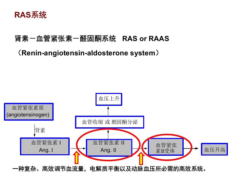 医学专题血管紧张素