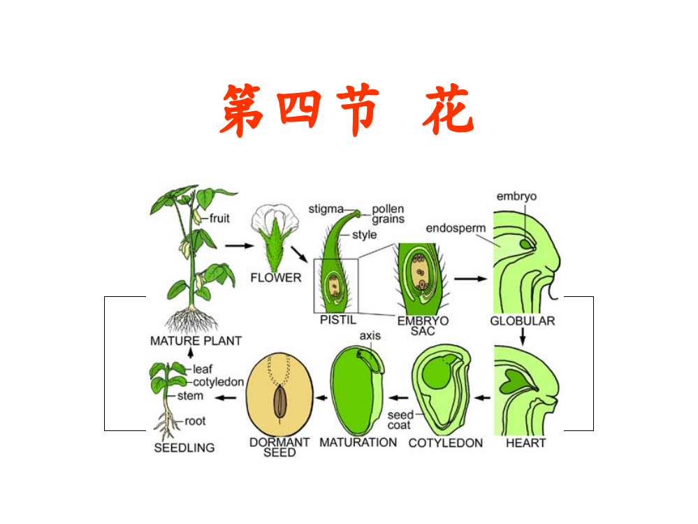 药用植物学---花