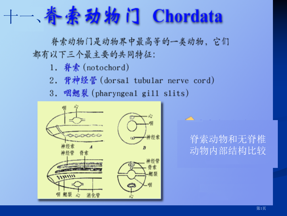 脊索动物及圆口纲市公开课一等奖省赛课微课金奖PPT课件