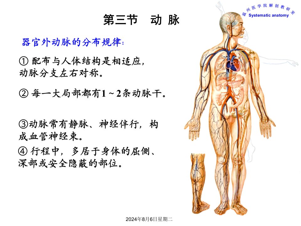 脉管系统动脉