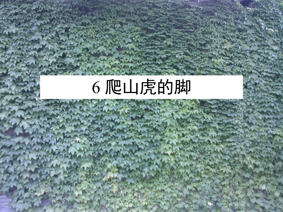 四年级《爬山虎的脚》ppt课件