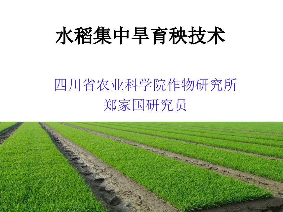 《水稻集中育秧技术》PPT课件