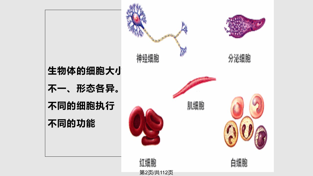 M神经肌肉组织的一般生理gg