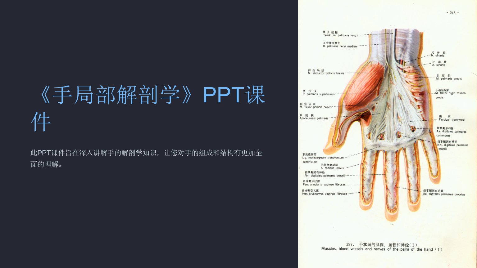 《手局部解剖学》课件